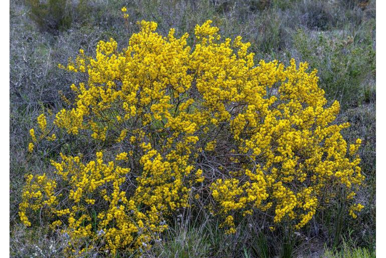 Acacia sphacelata -10252