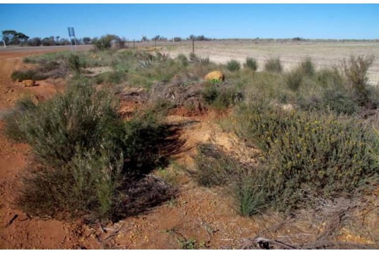 Acacia sulcata var platyphylla -10255