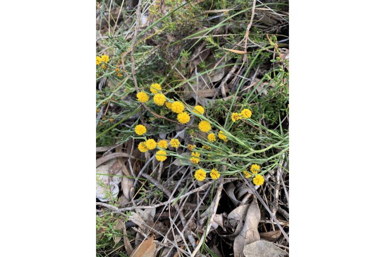 Acacia teretifolia -10257