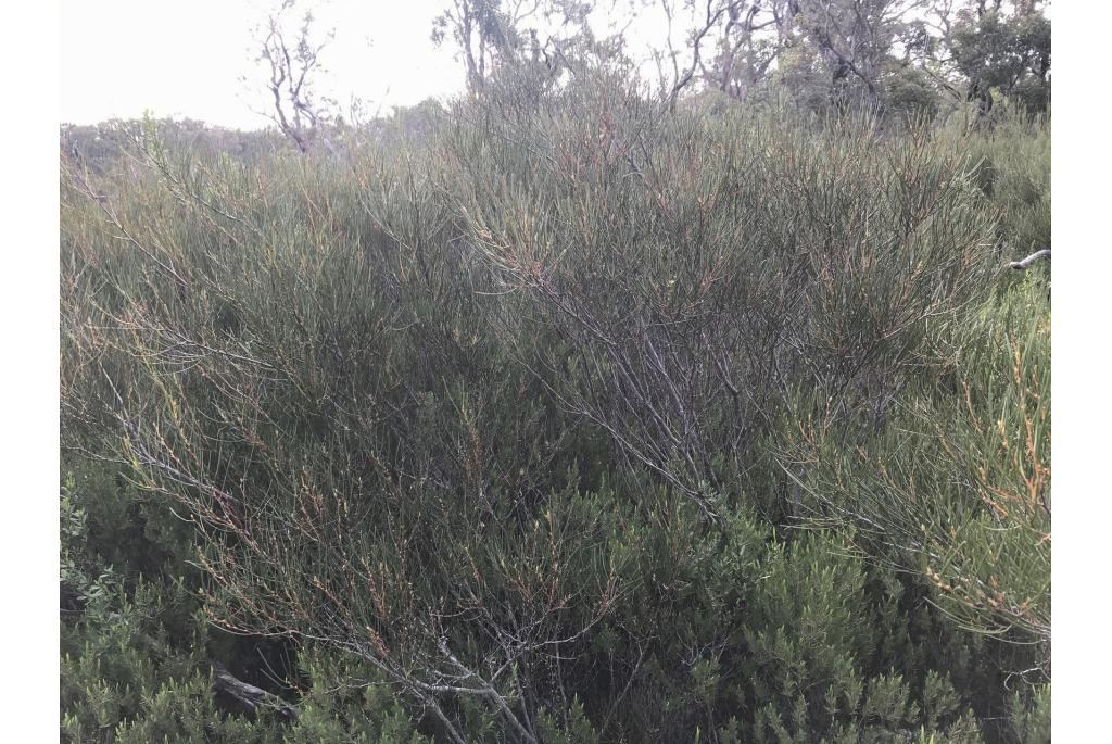 Geurende zomer acacia