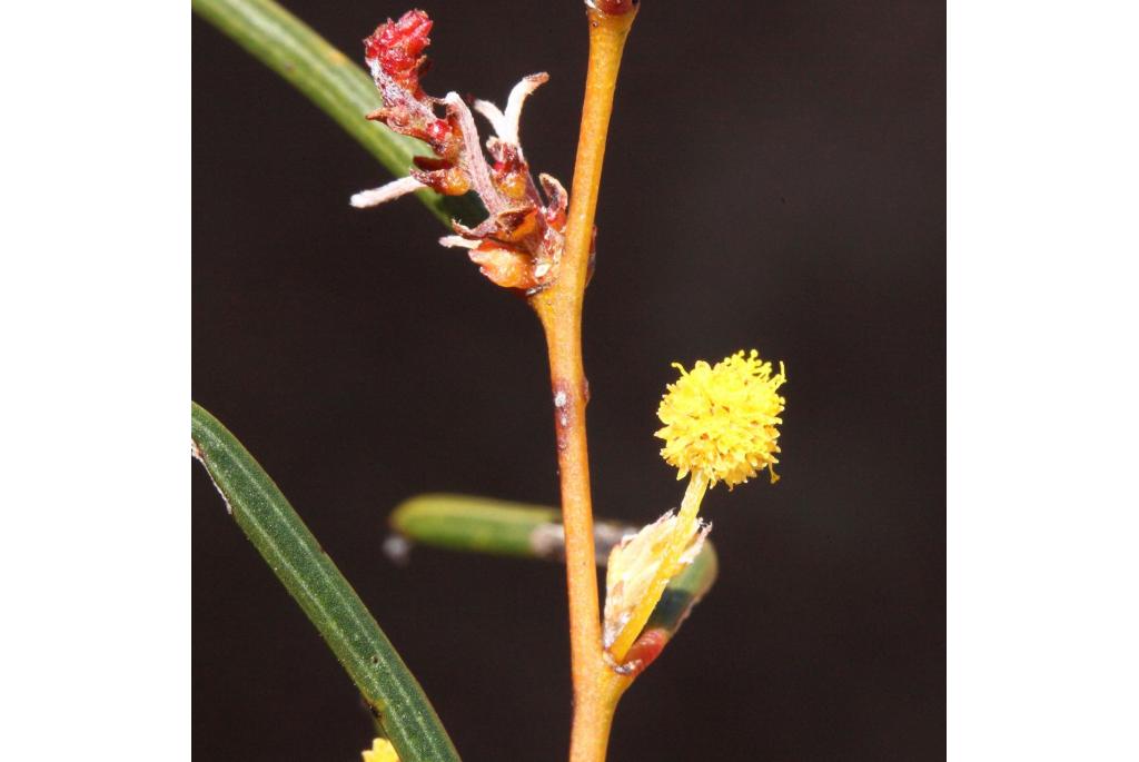 Haakvormig acacia