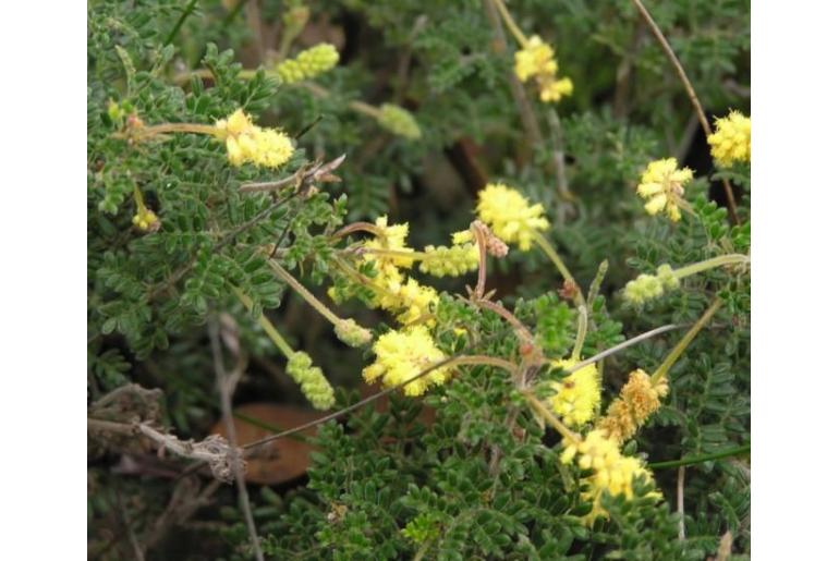 Acacia varia var parviflora -10264