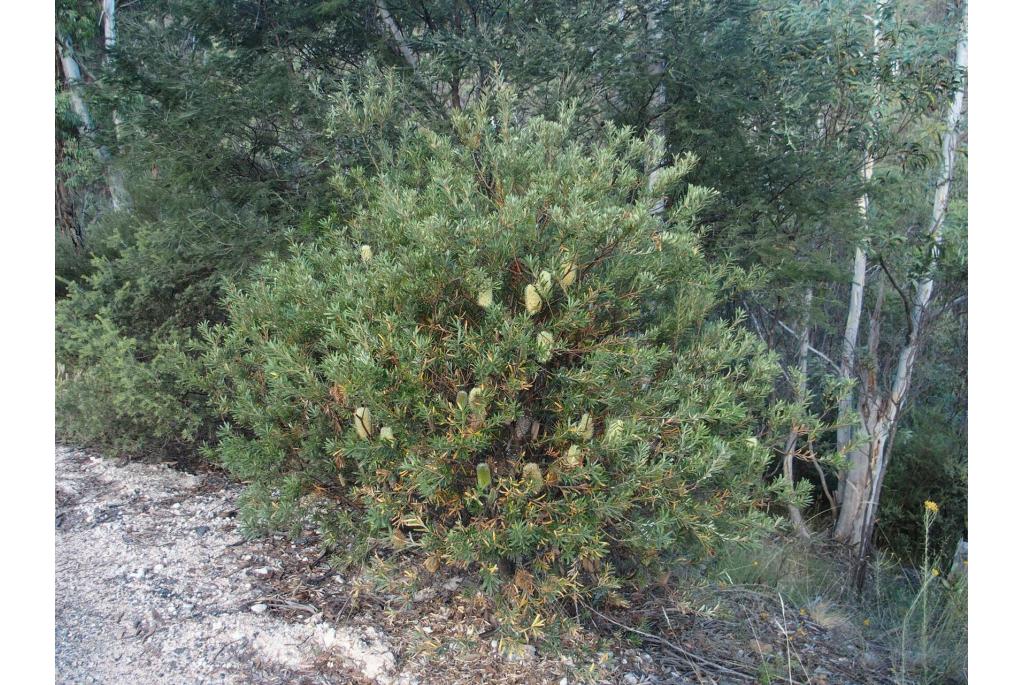 Berg banksia