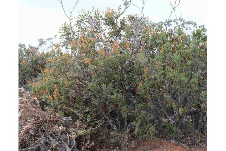 Banksia lemanniana -10272