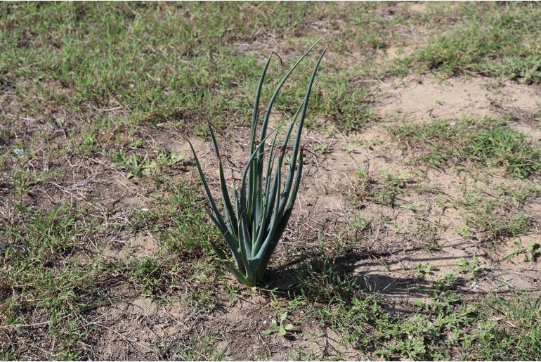 Albuca canadensis -10279