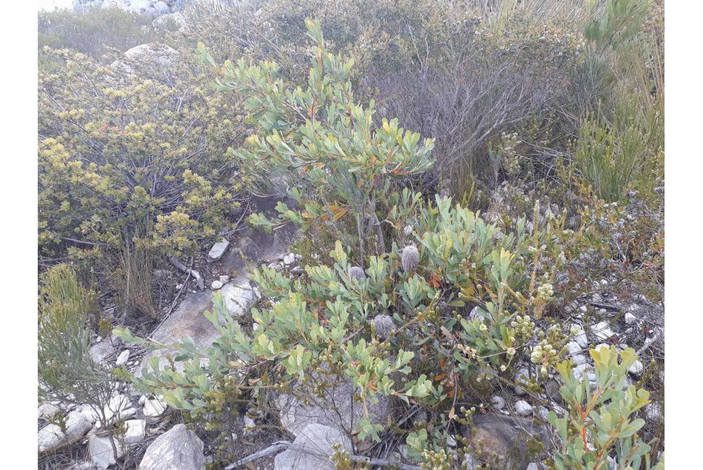 Westelijke bergbanksia