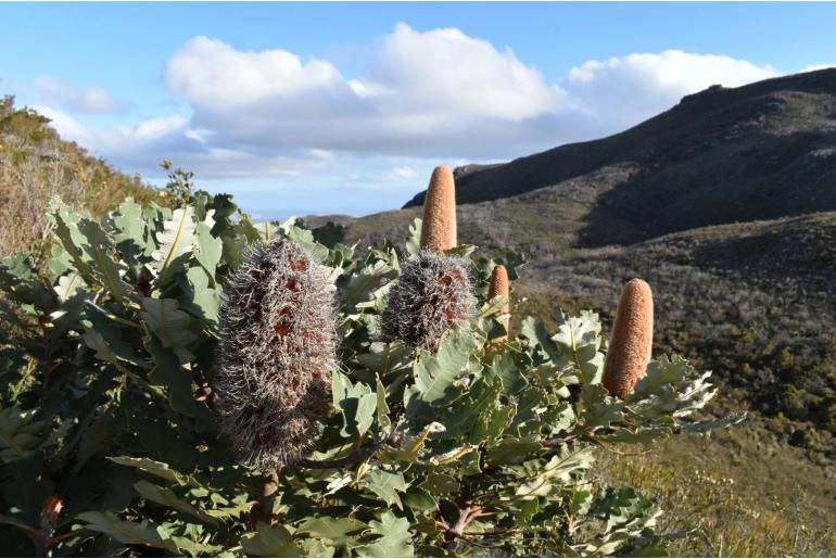 Banksia solandri -10293