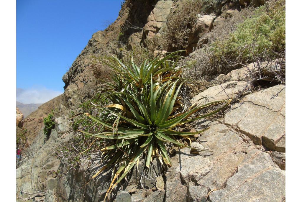 Boliviaanse puya