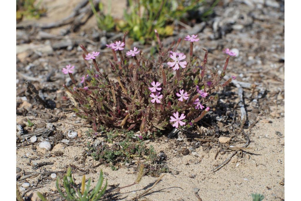 Mallorca silene