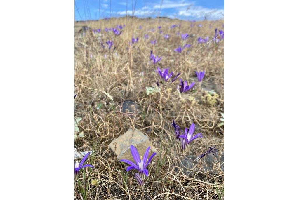 Kroon brodiaea