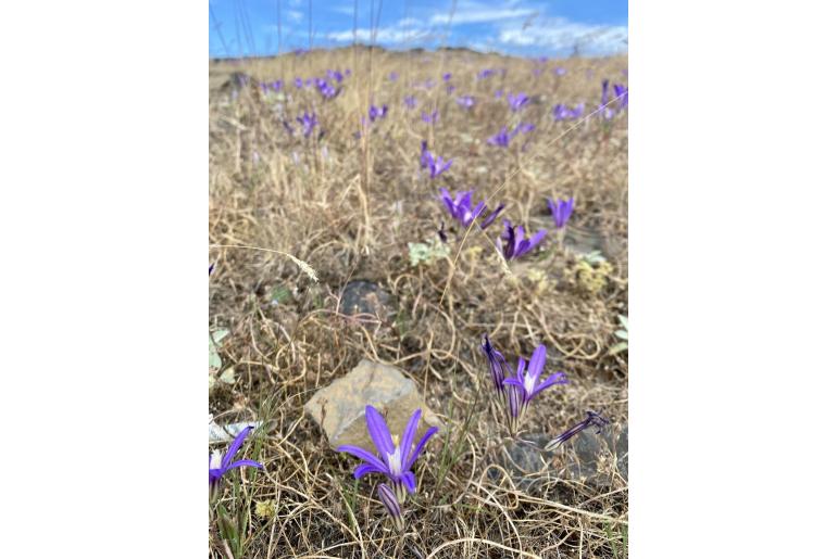 Brodiaea coronaria -10322