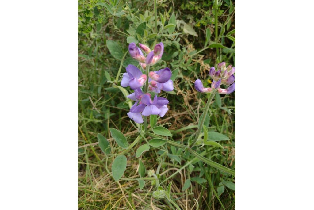 Donzige lathyrus