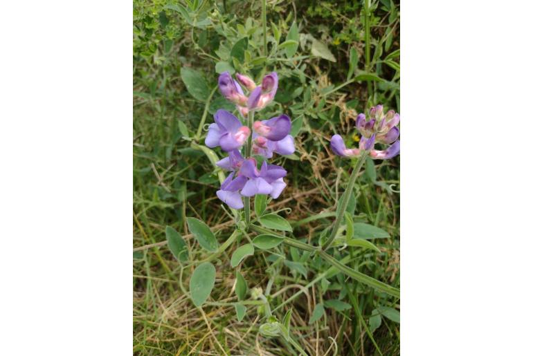 Lathyrus pubescens -10335