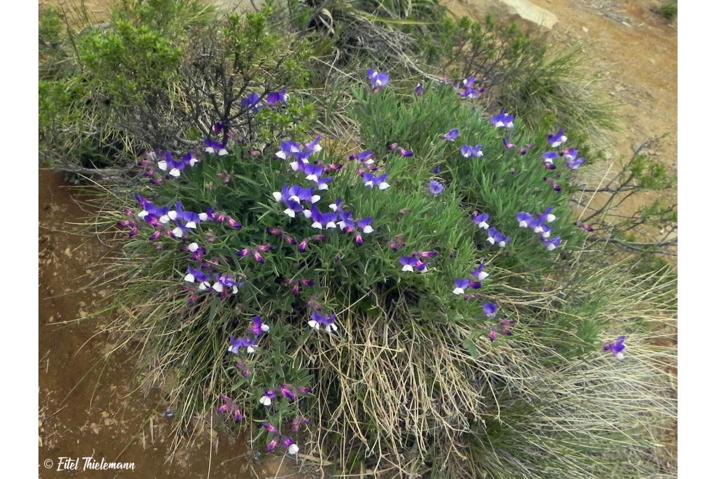 Magellan's lathyrus