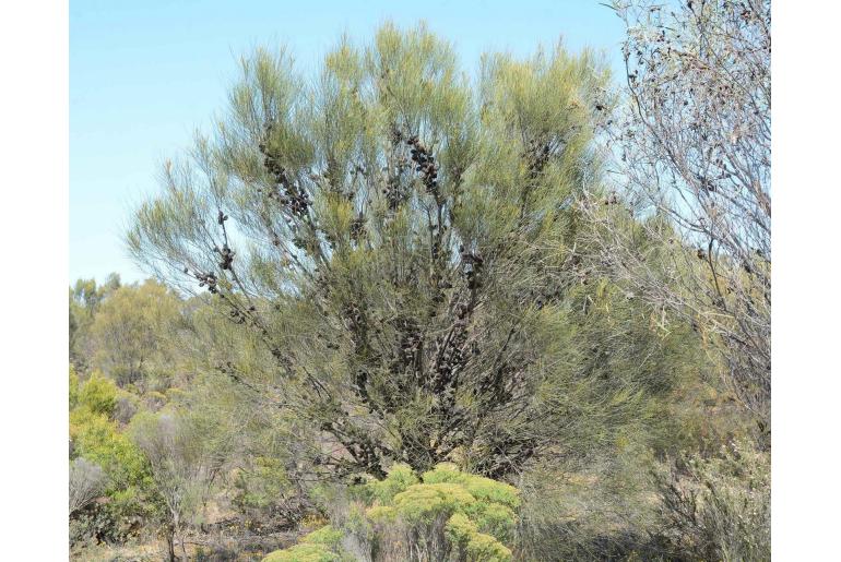 Allocasuarina acutivalvis -10347