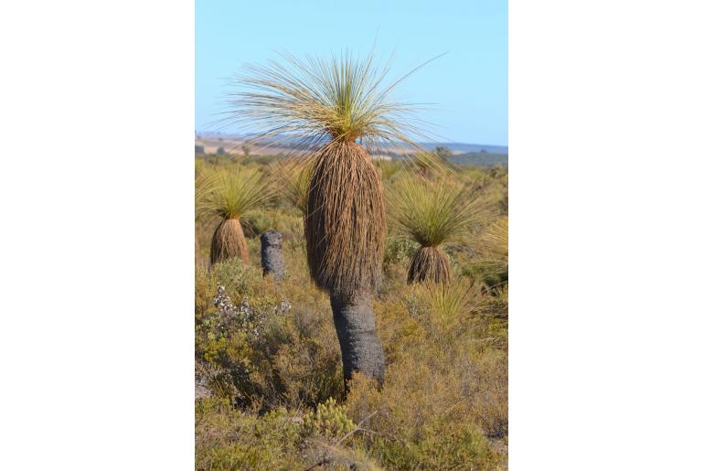 Xanthorrhoea drummondii -10353