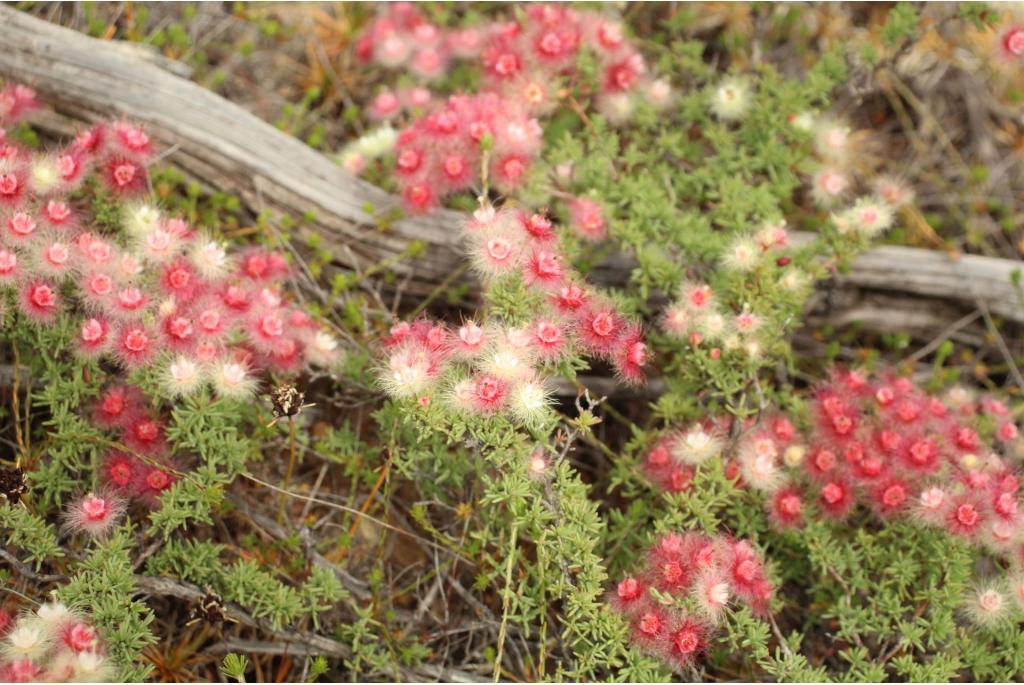 Bondbladerige kruipende Veerbloem