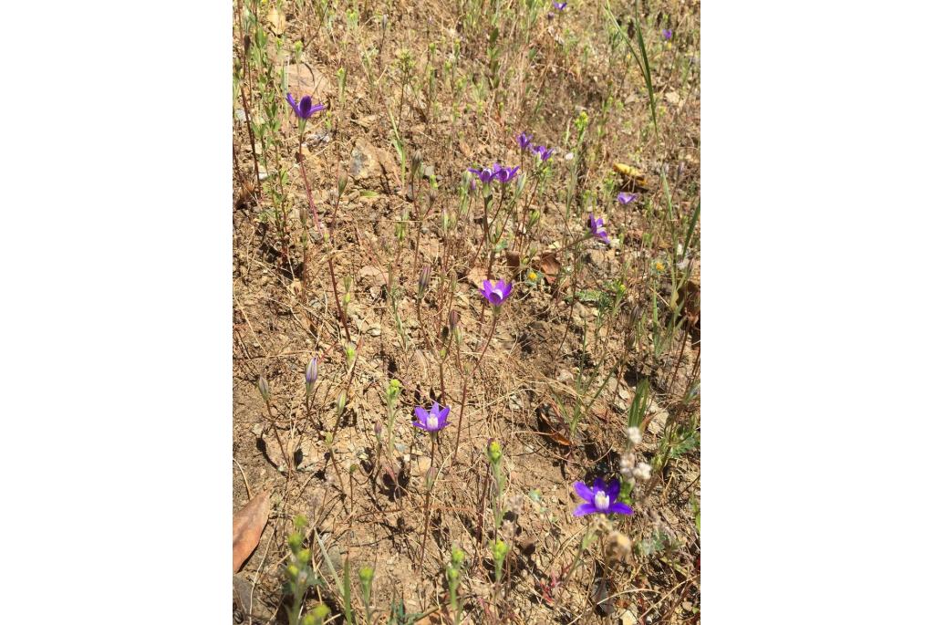 Sterbloemige brodiaea