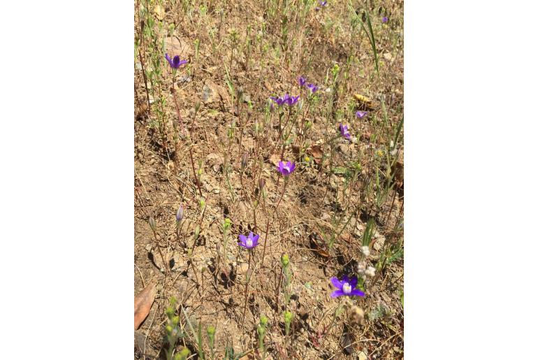 Brodiaea stellaris -10377