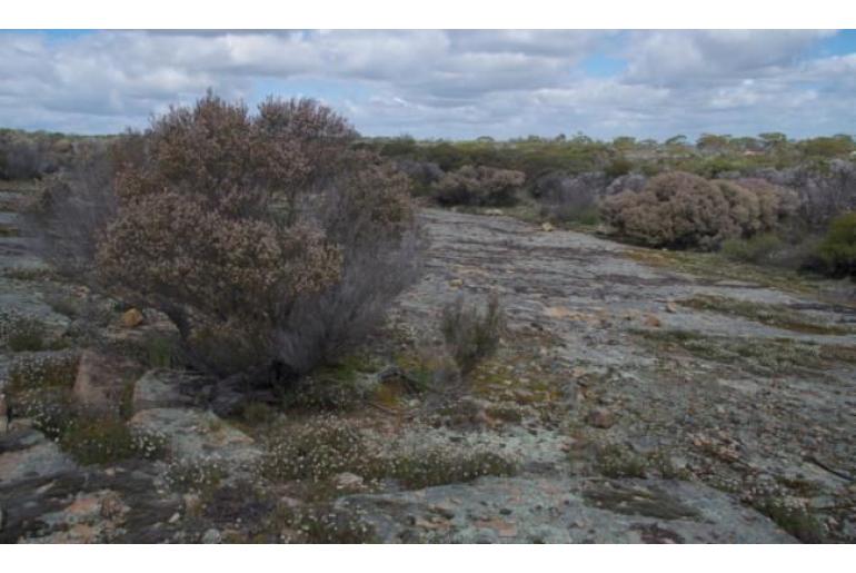 Thryptomene australis -10381