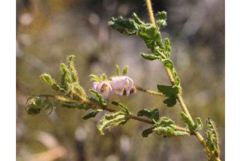 Thomasia cognata -10385