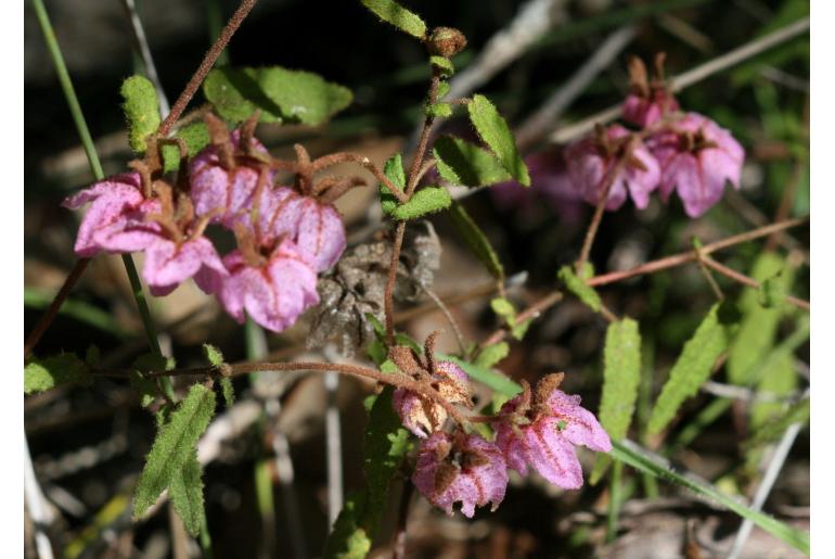 Thomasia angustifolia -10386