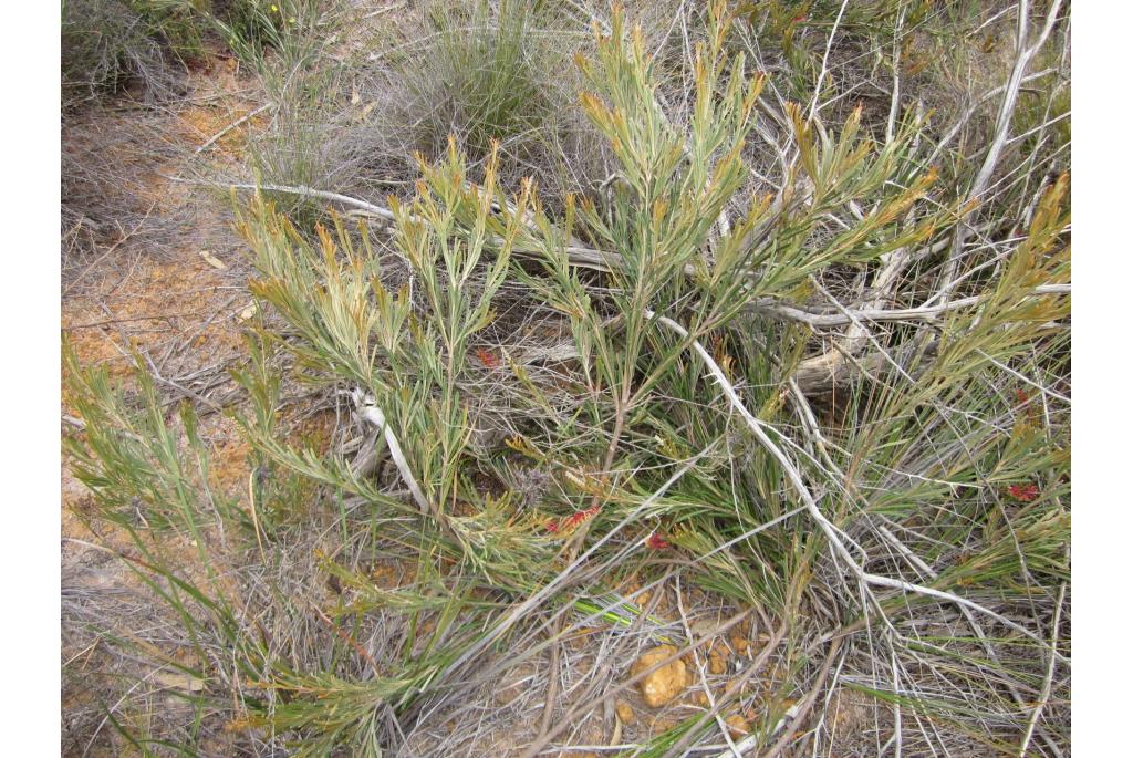 Hooker's Grevillea