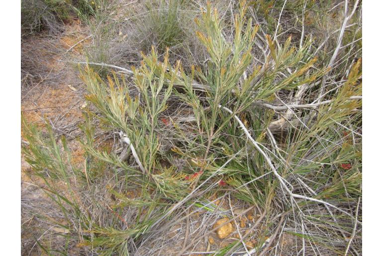 Grevillea hookeriana -10388