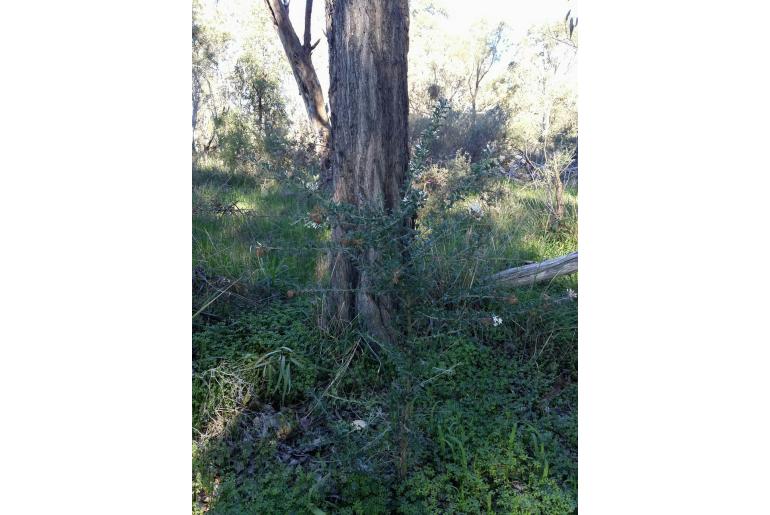 Grevillea manglesii ssp manglesii -10390