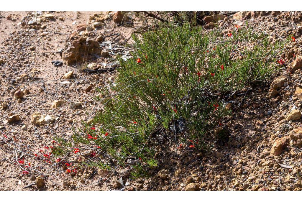 Bloeiend bladloos Grevillea