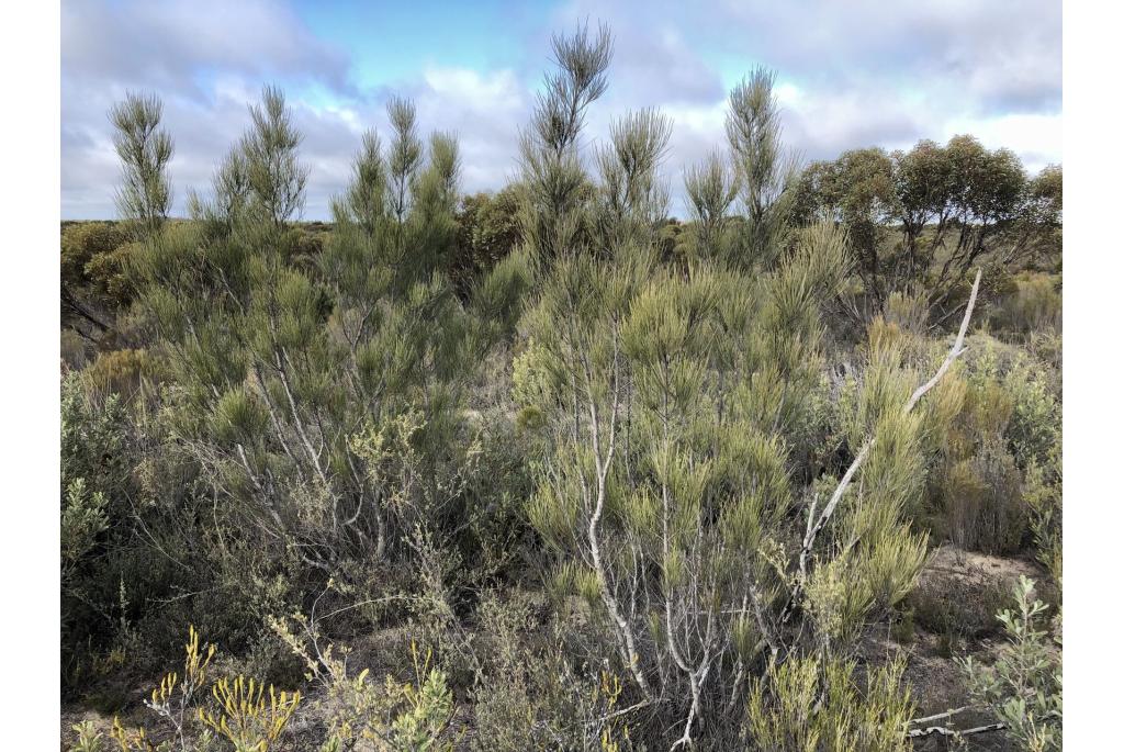 Gevleugeld zaad Grevillea