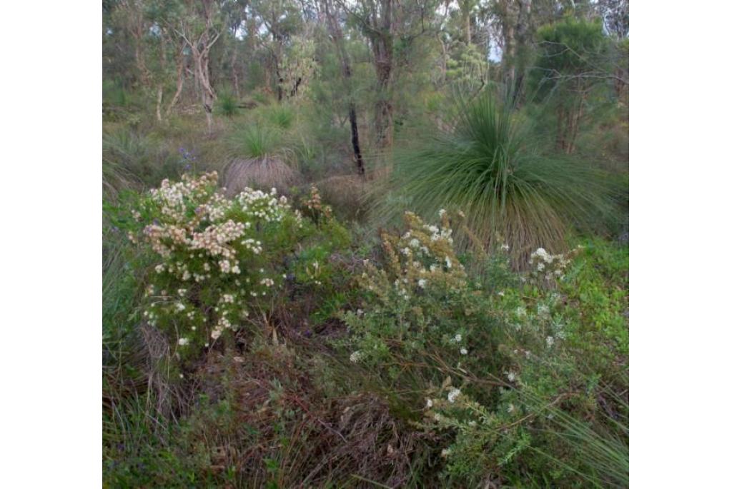 Rijkbloeiende Grevillea