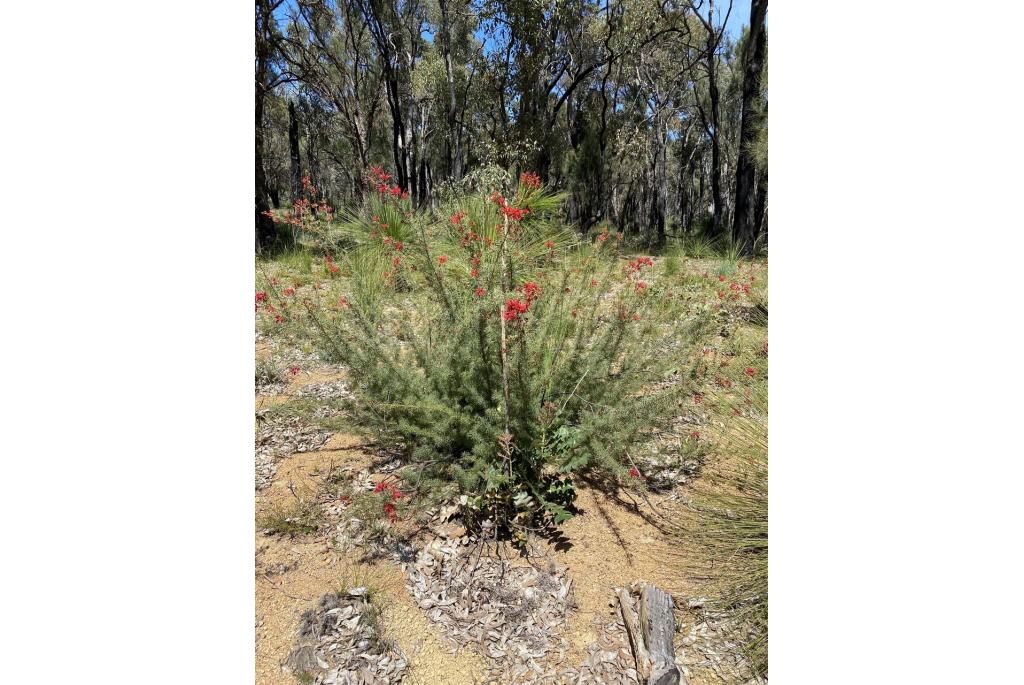 Wilson's Grevillea