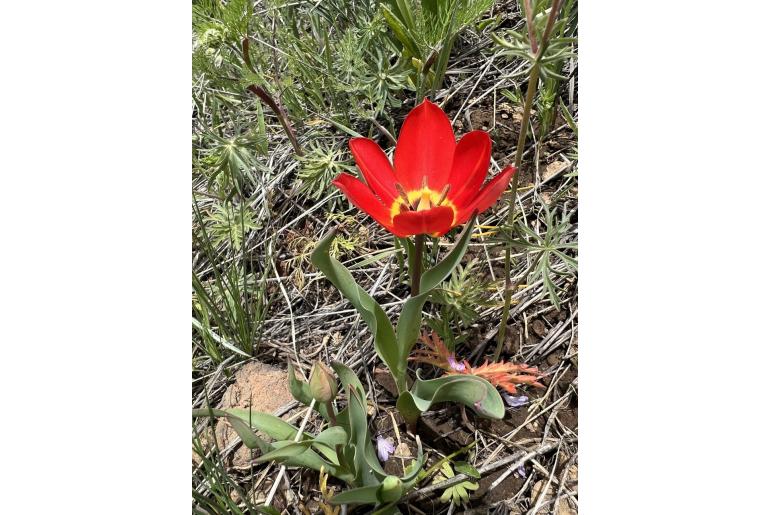 Tulipa julia -10420