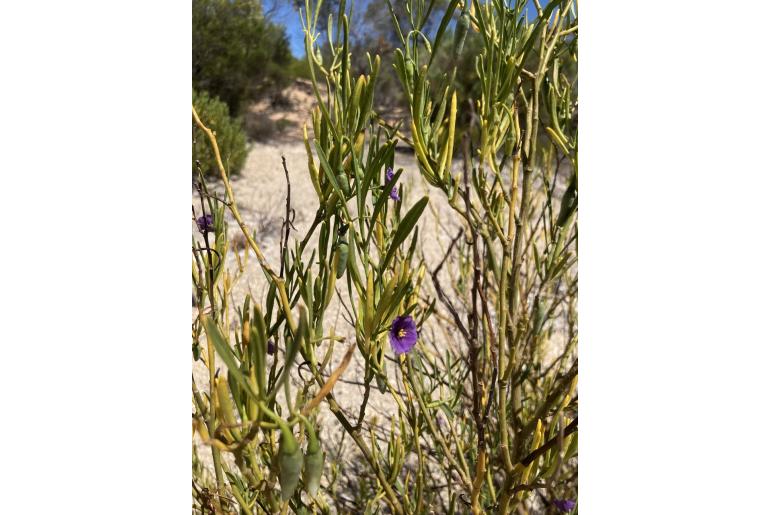 Solanum capsiciforme -10423