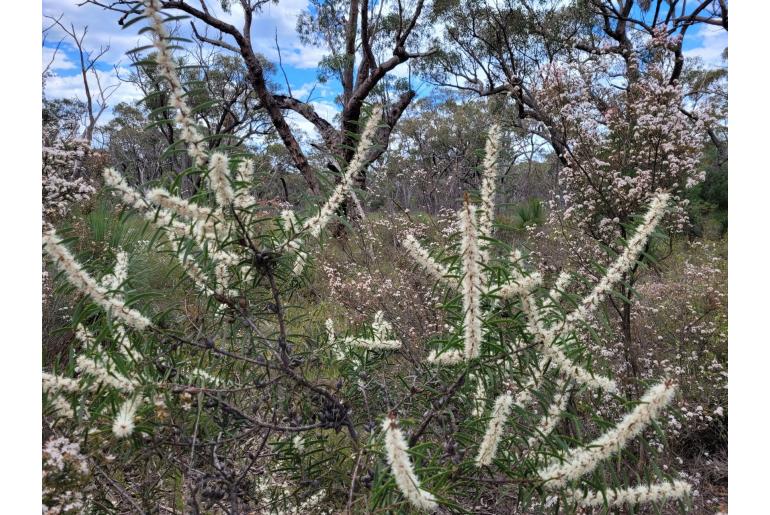 Hakea repullulans -10438