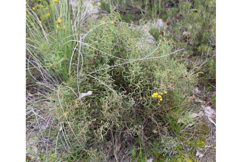 Hakea stenocarpa -10439