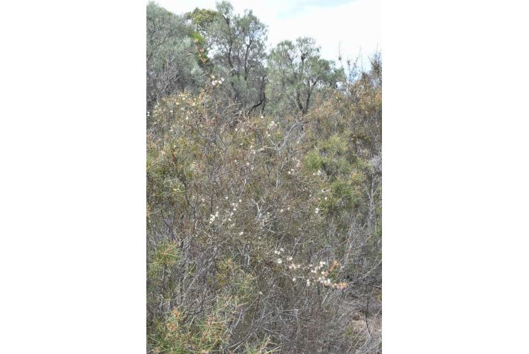 Hakea sulcata -10440