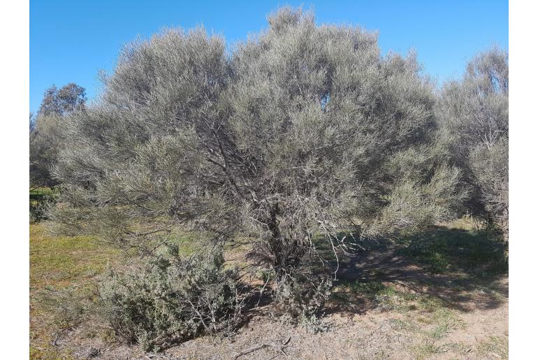 Hakea tephrosperma -10441