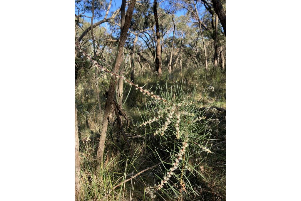 Ulex-vormige hakea