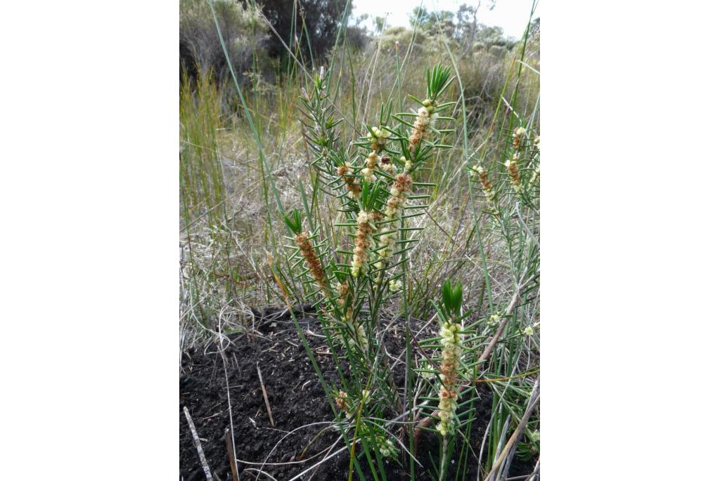 Verschrompelde hypocalymma