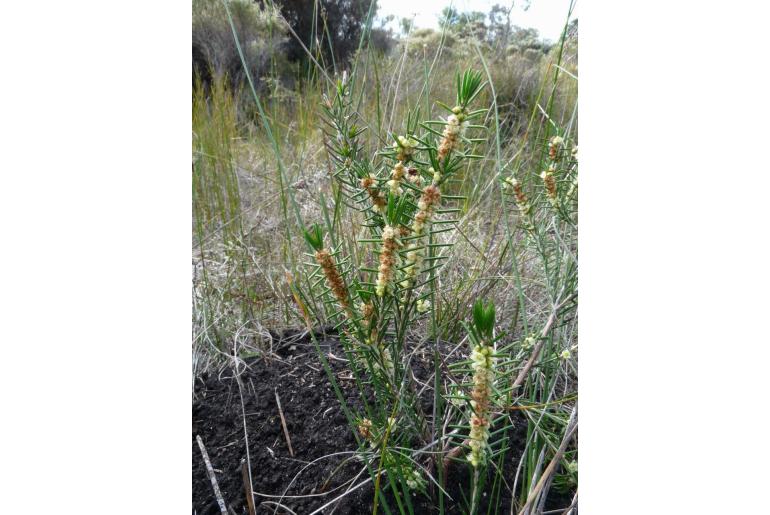 Hypocalymma scariosum -10474