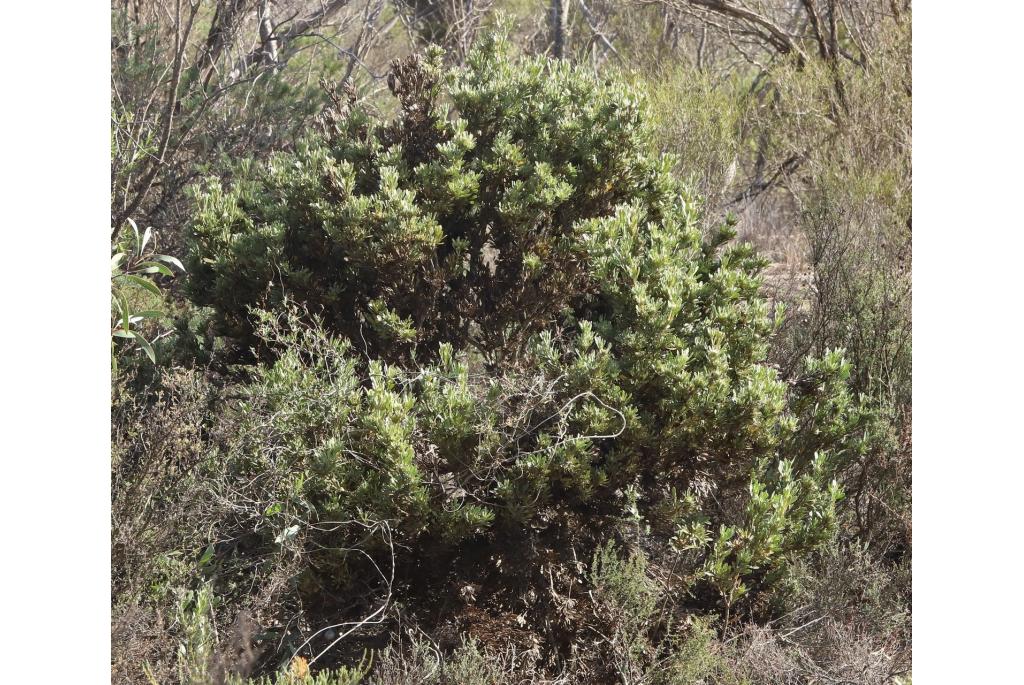 Buxusbladige isopogon