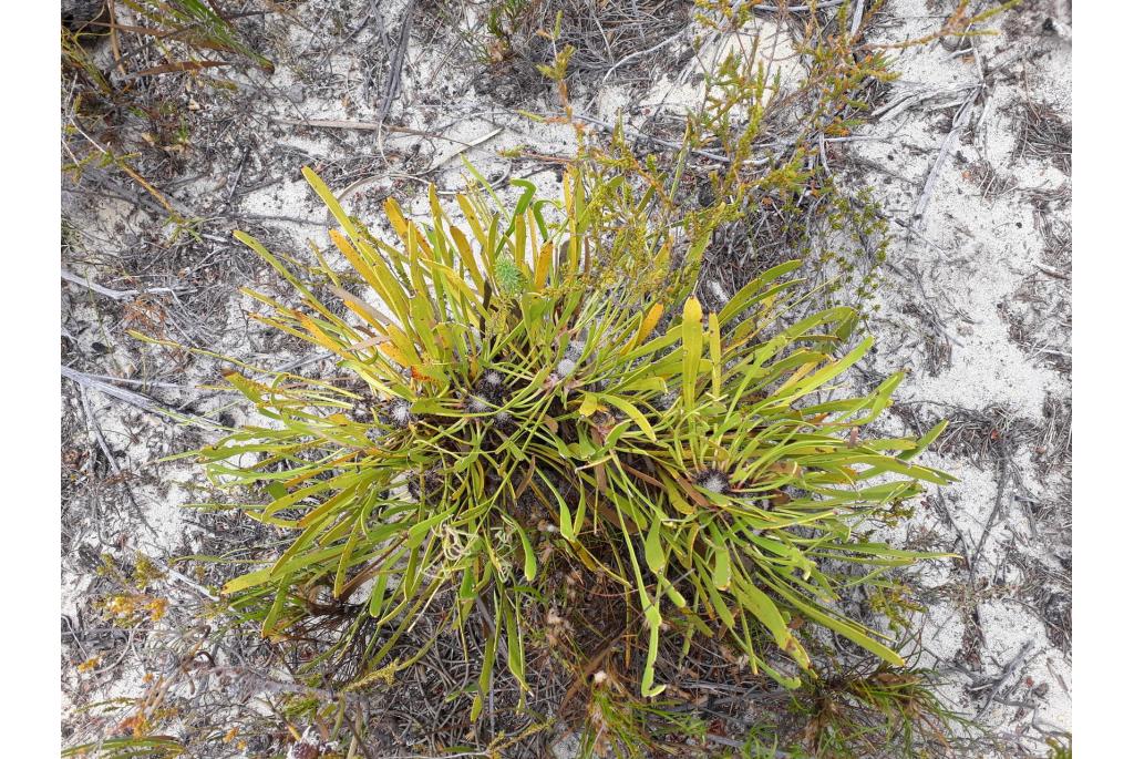 Veelhoofdige isopogon