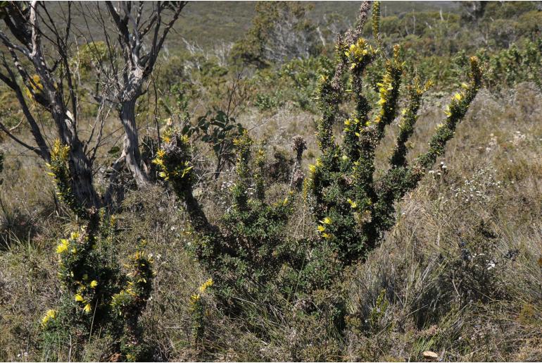 Lambertia echinata ssp citrina -10494