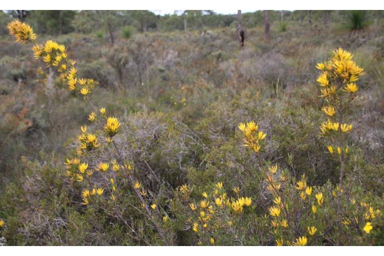 Lambertia multiflora -10496