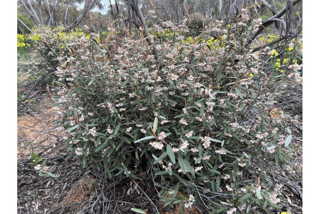 Behr's lasiopetalum