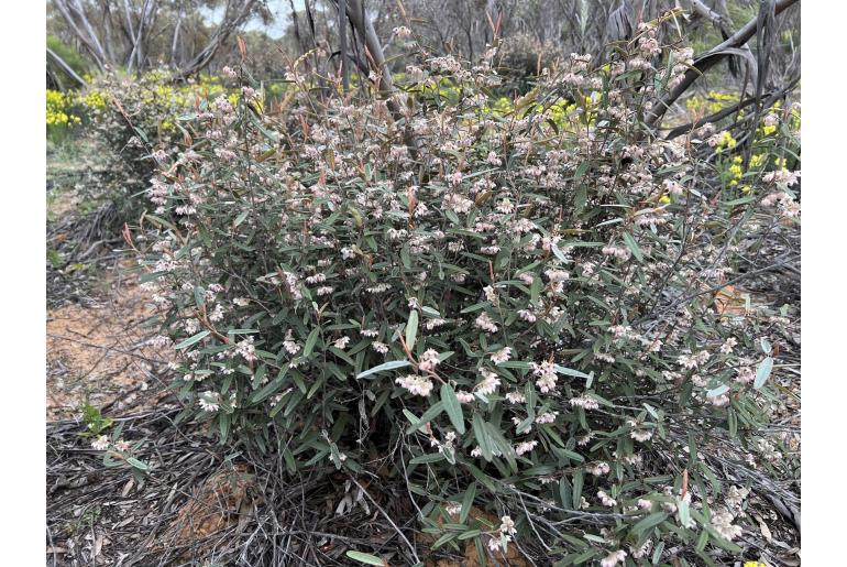 Lasiopetalum behrii -10498