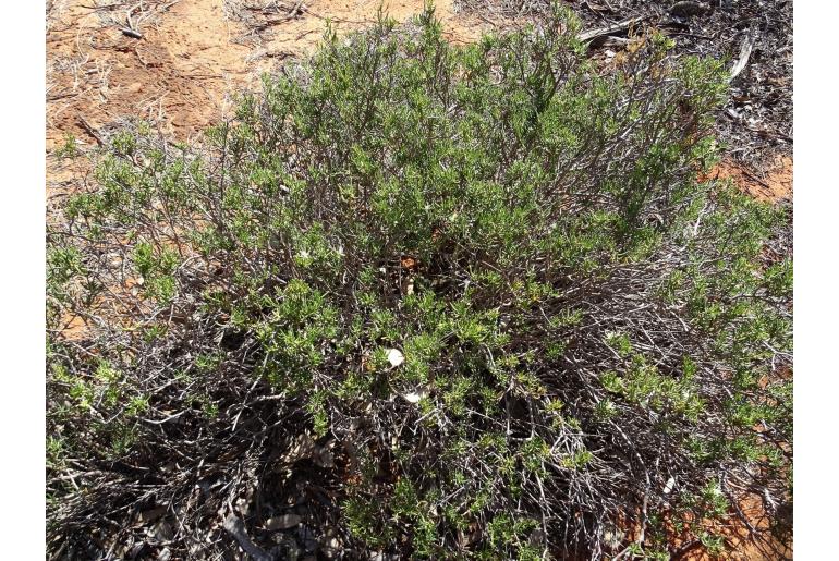 Lepidium leptopetalum -10503