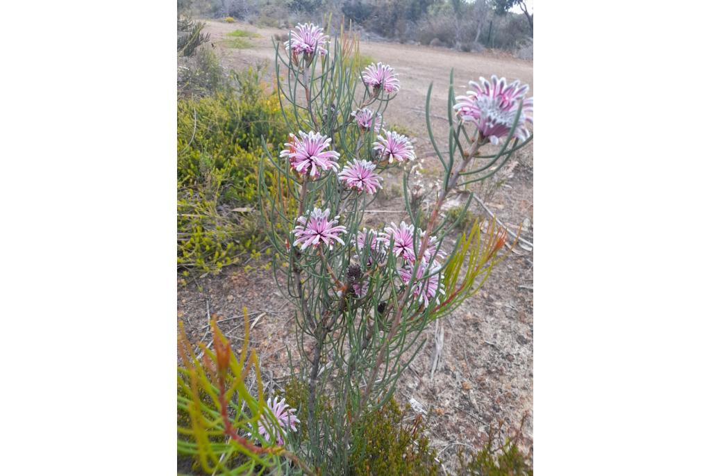 Petrophile met cilindervormig blad